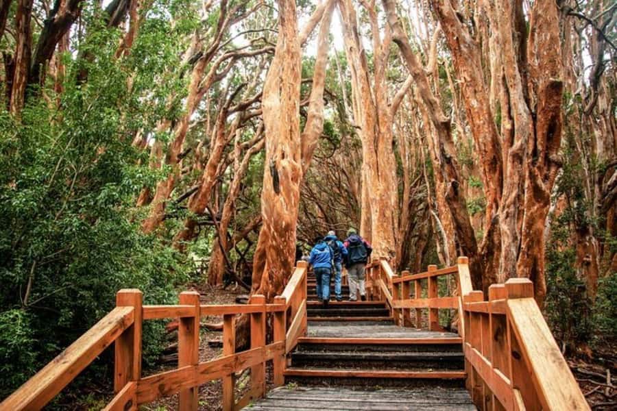 Bariloche: Arrayanes Forest and Victoria Island Tour - Why this boat trip is worth considering