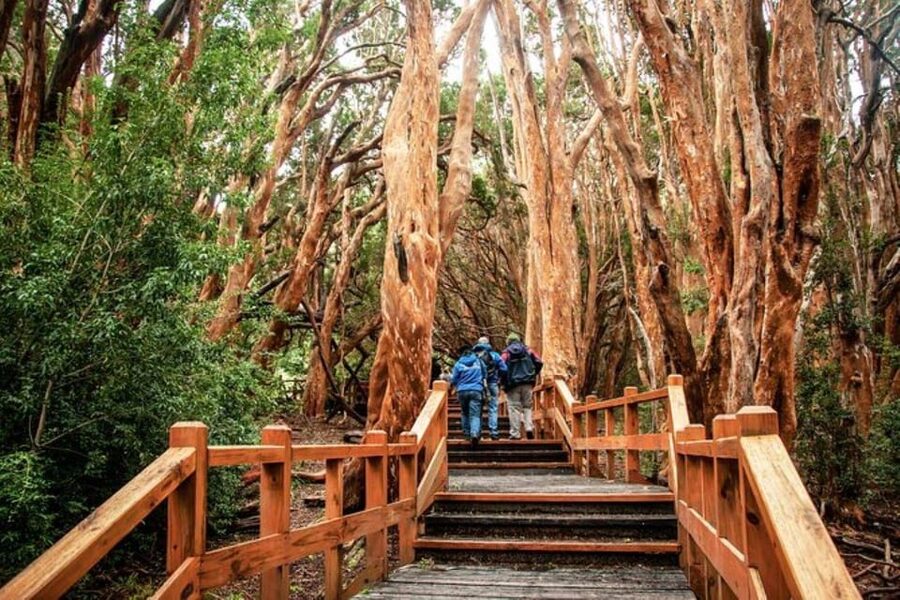 Bariloche: Arrayanes Forest and Victoria Island Tour - Price, extra charges, and overall value