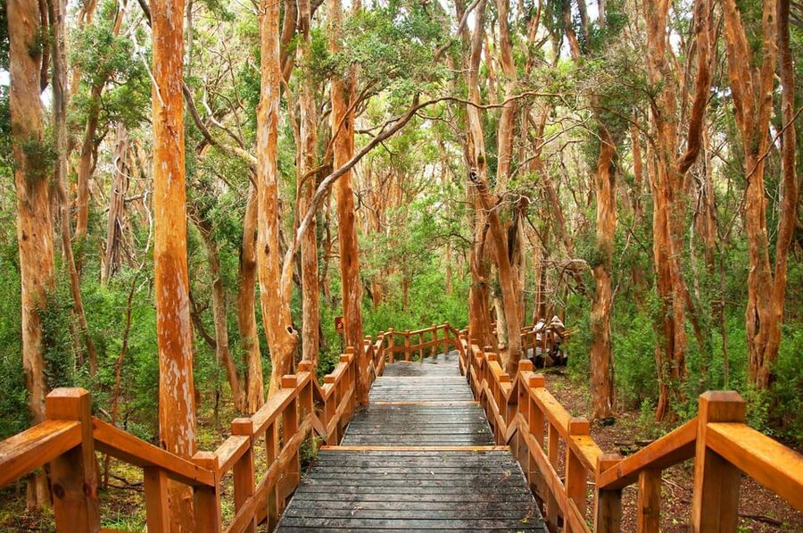 Bariloche: Victoria Island and Arrayanes Forest Navigation - Crowds, Walkways, and the Pace of the Day