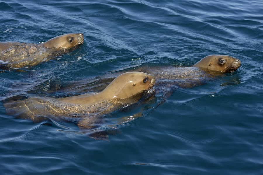 Best Tour to Peninsula Valdes - The first stops: a gentle introduction to the peninsula