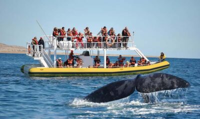 Best Tour to Peninsula Valdes