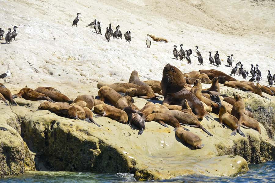Best Tour to Peninsula Valdes - Three hours in Puerto Pirámides