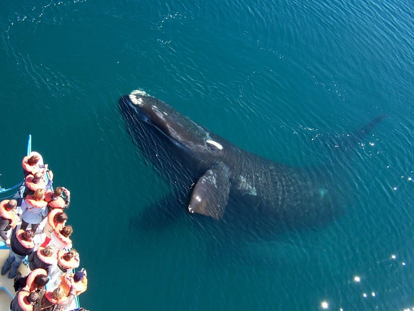 Best Tour to Peninsula Valdes - Penguins, sea lions, and elephant seals