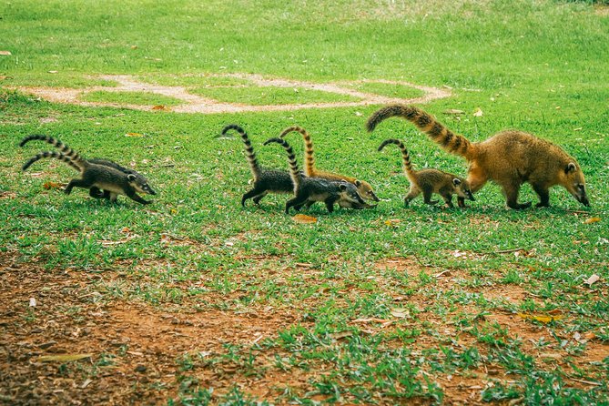 Brazilian Side of Iguazu Falls Tour from Puerto Iguazu - Why the Brazilian side is worth your morning