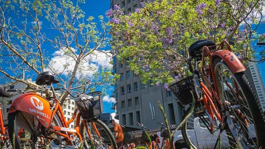 Buenos Aires Bike Tour: South or North Circuit - The Ecological Reserve and the city’s unexpected open space