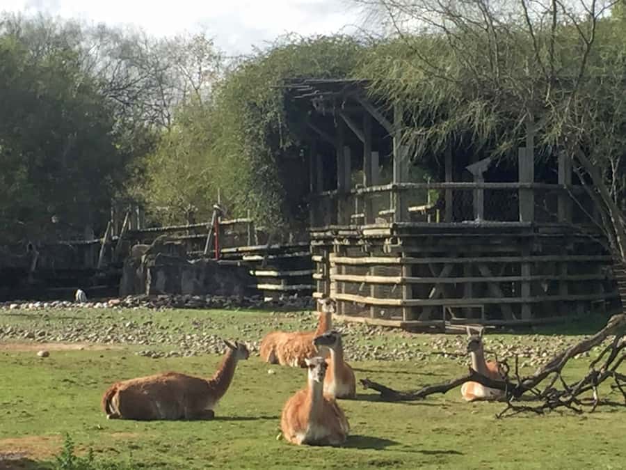 Buenos Aires: Bioparque Temaiken with Transfers - Why Temaikèn feels different from a city zoo