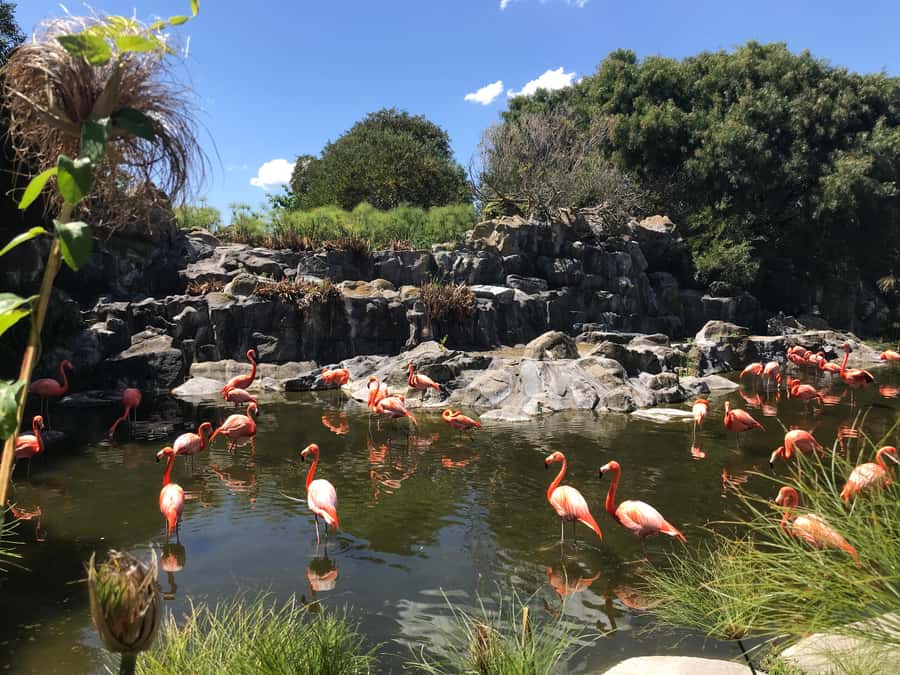 Buenos Aires: Bioparque Temaiken with Transfers - Arriving around 11 AM at the Argentine zones