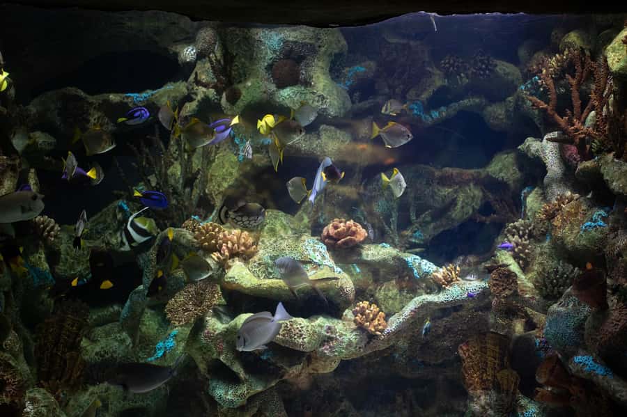 Buenos Aires: Bioparque Temaiken with Transfers - The return trip and downtown drop-off