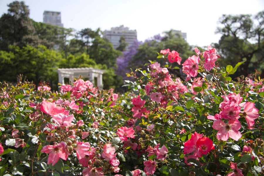 Buenos Aires Private City Tour with a local guide - Guides, languages, and the value of a private car