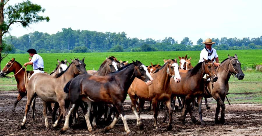 Buenos Aires: Santa Susana Ranch Day Tour, BBQ & Shows - Gaucho skills on horseback