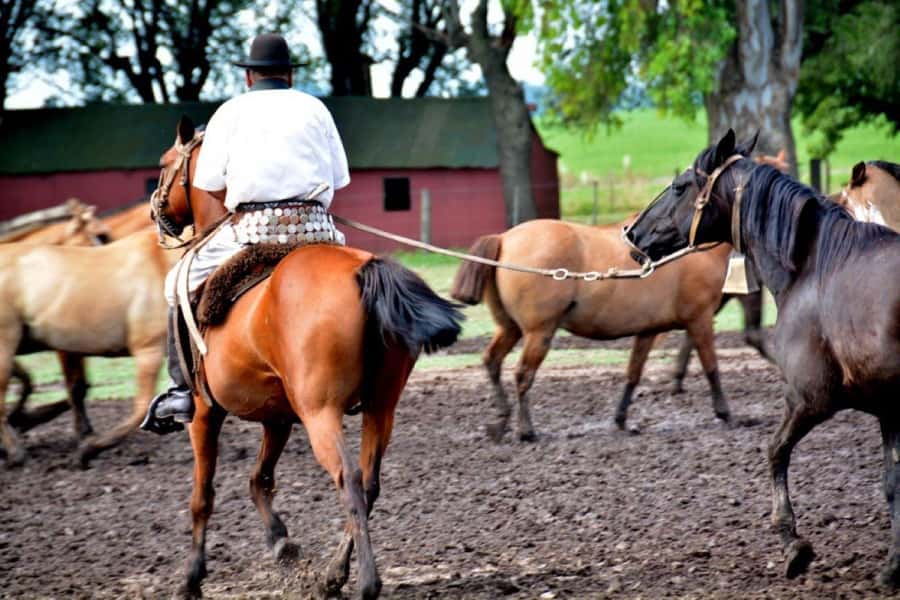 Buenos Aires: Santa Susana Ranch Day Tour, BBQ & Shows - Mate, pastries, and a slower afternoon
