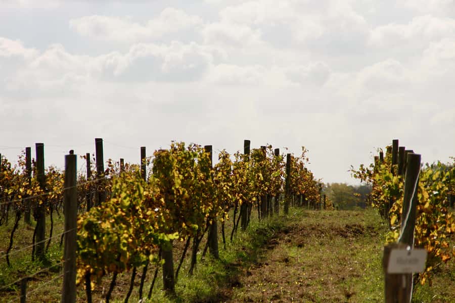 Buenos Aires: Wine Tasting and Lunch at Bodega Gamboa - Is the $169 price good value?