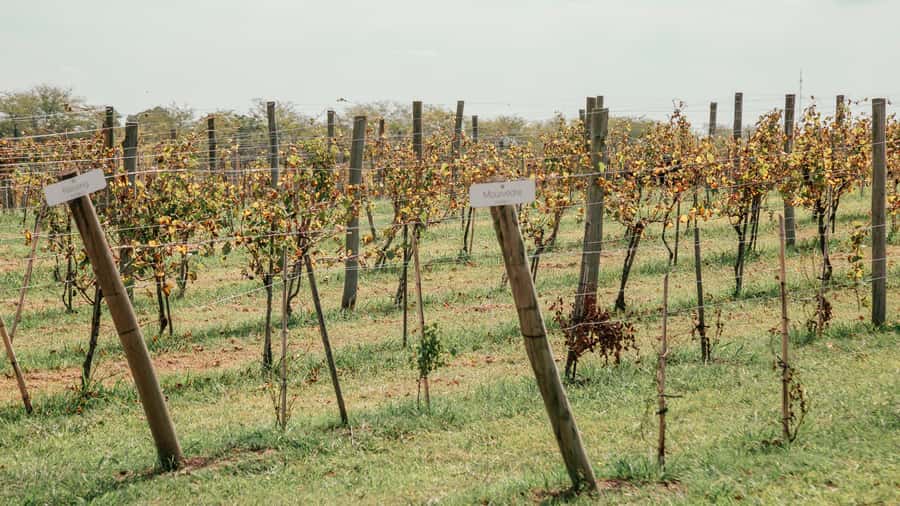 Buenos Aires: Wine Tasting & Lunch at Gamboa Vineyard - Casa Gamboa turns the tasting into lunch