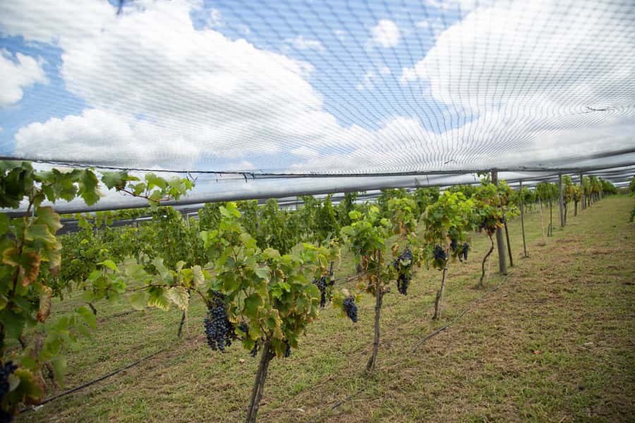 Buenos Aires: Wine Tasting & Lunch at Gamboa Vineyard - How the day handles language and group size