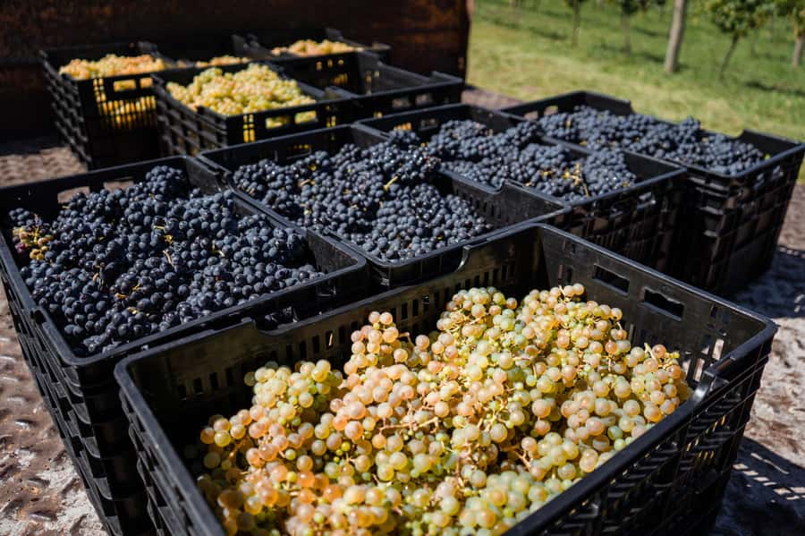 Buenos Aires: Wine Tasting & Lunch at Gamboa Vineyard - Who will get the most from this vineyard trip