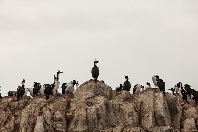 Catamaran Tour through the Beagle Channel and Penguins in Isla Martillo - The Bridges archipelago and Isla de los Pájaros