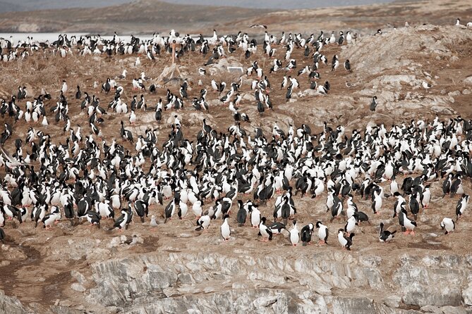 Catamaran Tour through the Beagle Channel and Penguins in Isla Martillo - Les Eclaireurs Lighthouse and the Monte Cervantes story