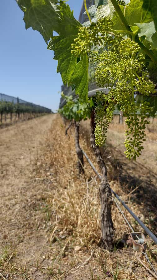 Córdoba: Wine Tour Privado a Colonia Caroya - Día completo - First vineyard: seeing the work behind the bottle