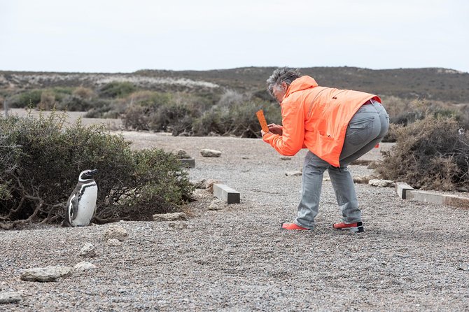 Cruise Shore Excursion Ea San Lorenzo Peninsula Valdes - Patagonia - Argentina - Why San Lorenzo’s penguins make this trip special