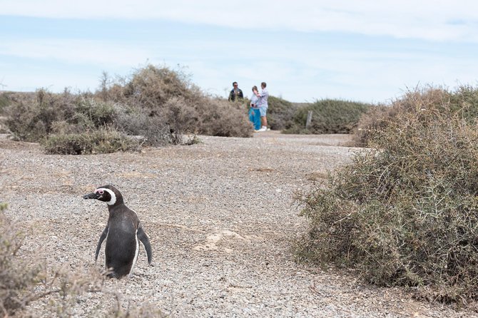 Cruise Shore Excursion Ea San Lorenzo Peninsula Valdes - Patagonia - Argentina - The long road from Puerto Madryn