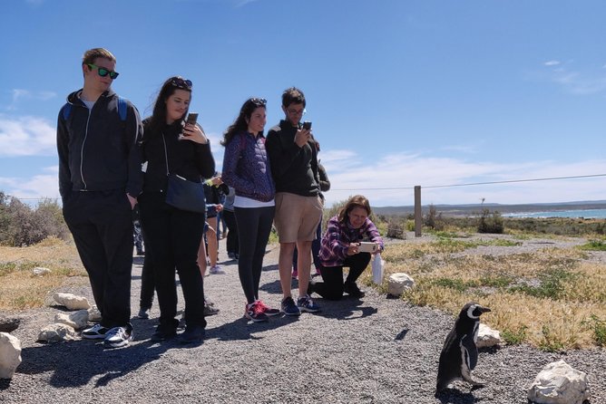 Cruise Shore Excursion Punta Tombo with Boxlunch from Pto Madryn - Why Punta Tombo Is Worth the Long Road