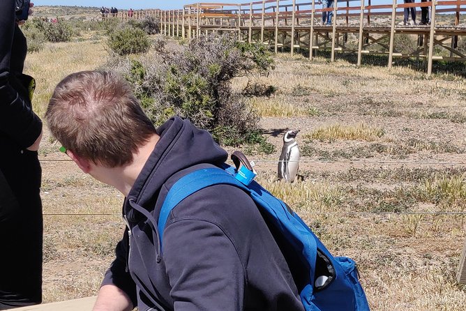Cruise Shore Excursion Punta Tombo with Boxlunch from Pto Madryn - Lunch, Price, and Overall Value