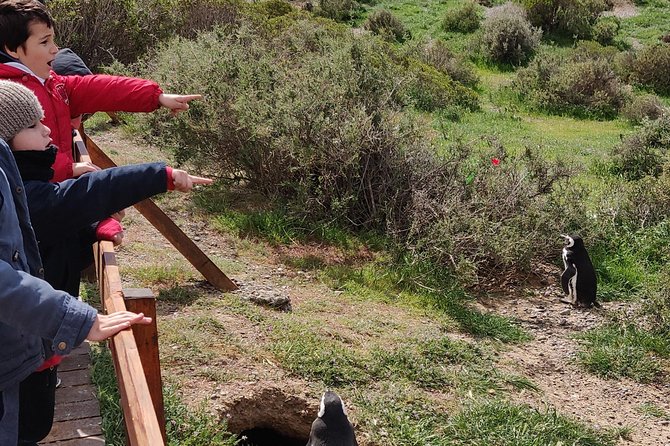 Cruise Shore Excursion Punta Tombo with Boxlunch from Pto Madryn - The Interpretation Center Before the Penguins