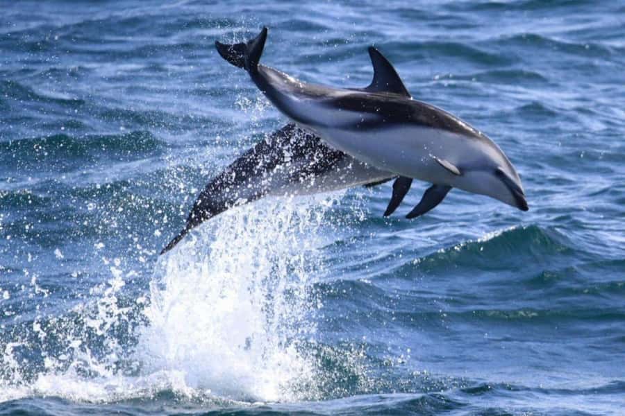 Dolphin Watching Adventure - Cruising Into Golfo Nuevo