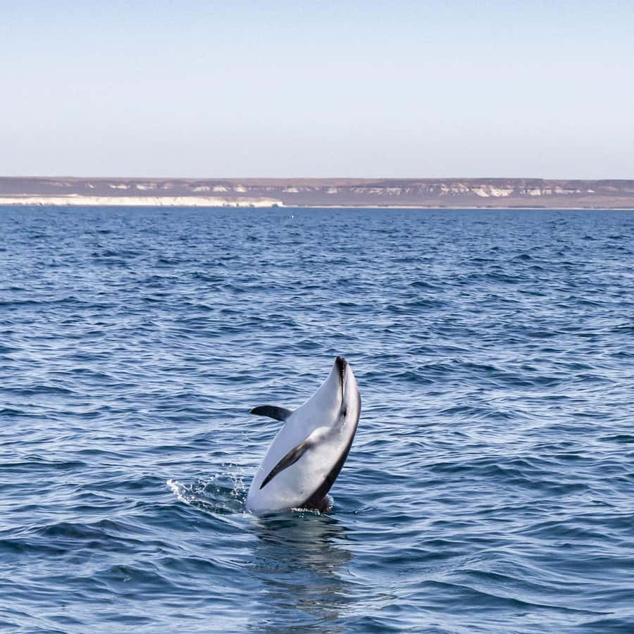 Dolphin Watching Adventure - Should You Book the Dolphin Watching Adventure?