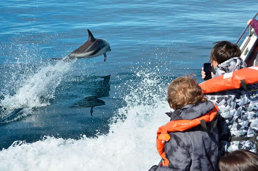 Dolphin Watching Adventure - Watching Dusky Dolphins Without a Guarantee