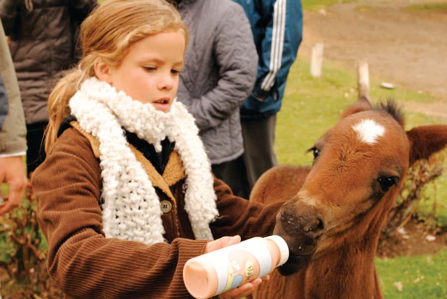 El Calafate: Estancia 25 de Mayo Tour with Dinner & Transfer - Sheepdogs, corrals, and the work behind the wool
