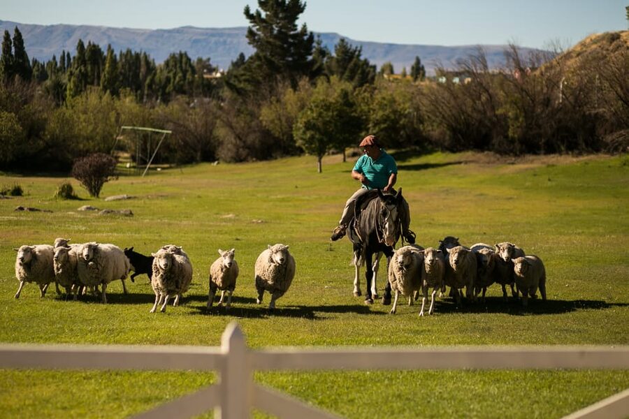 El Calafate: Estancia 25 de Mayo Tour with Dinner & Transfer - Pickup details that can save you trouble