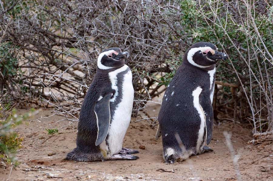 El Calafate: Monte León 4x4 Wolves and Penguins Excursion - Key points to know before booking
