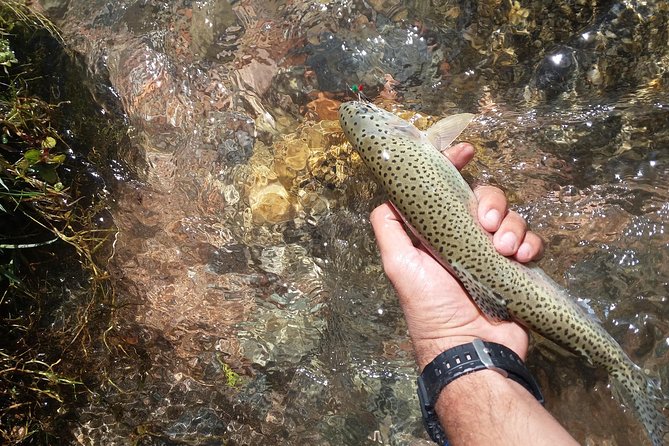 Fly Fishing on Private Andean River Including Barbecue Lunch - From Mendoza to the high Andes