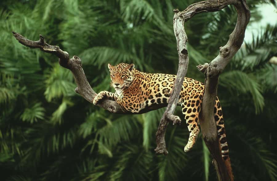 From Buenos Aires: 3-Day Iguazu Falls Tour with Airfare - The Argentine side, bridges, jungle, and Devil’s Throat