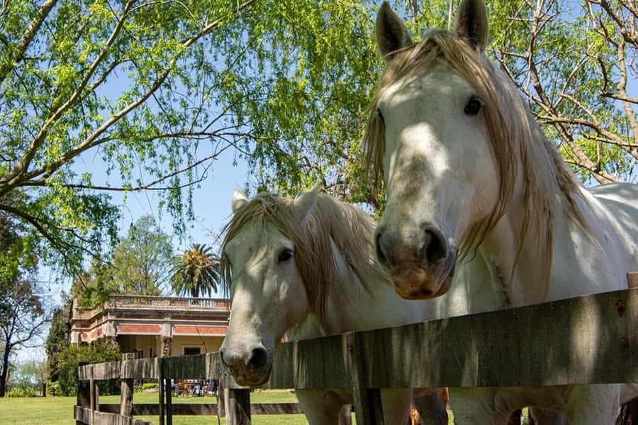 From Buenos Aires: Gaucho and Ranch Day Tour - Folk music and dancing after lunch