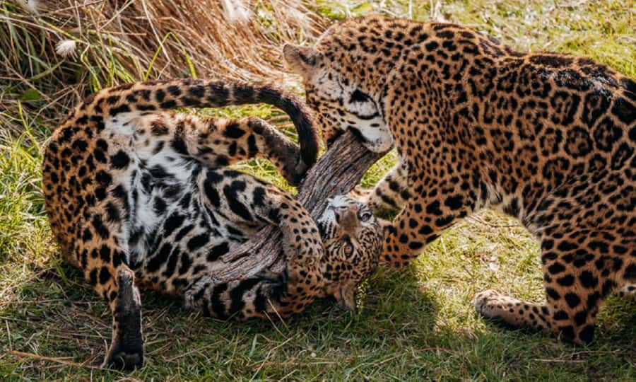 From Buenos Aires: Temaiken Zoo Tour with Ticket Included - Key points to know before you go