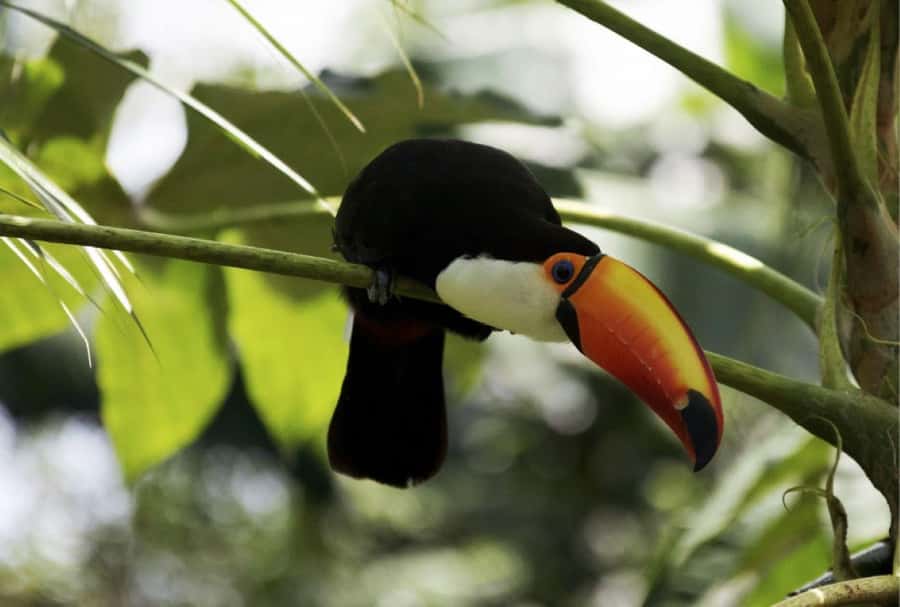 From Buenos Aires: Temaiken Zoo Tour with Ticket Included - Who will enjoy this tour most?