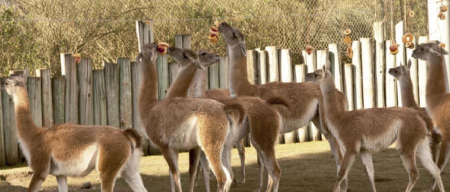 From Buenos Aires: Temaiken Zoo Tour with Ticket Included - Walking among birds from every continent