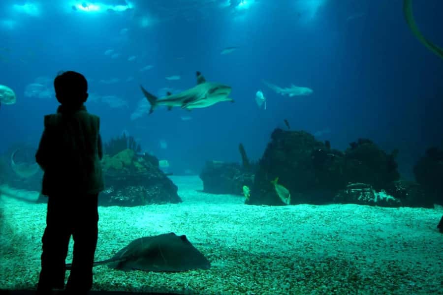 From Buenos Aires: Temaiken Zoo Tour with Ticket Included - La Chacra and Argentina’s rural side