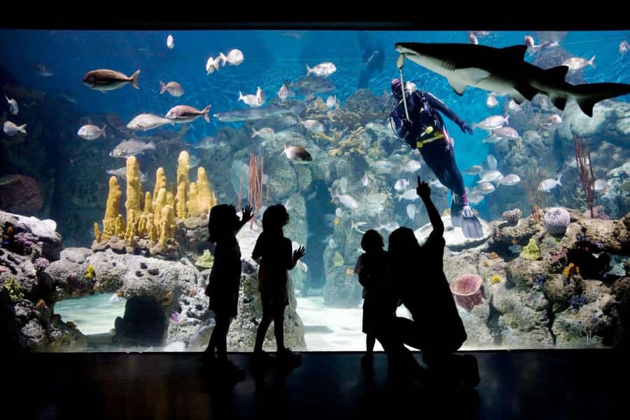From Buenos Aires: Temaiken Zoo Tour with Ticket Included - What the guide adds to the day
