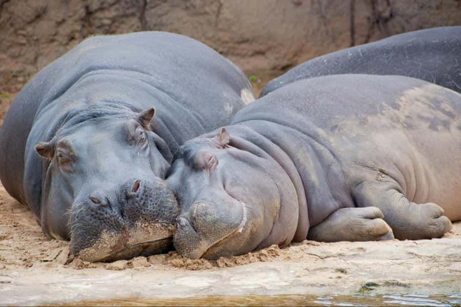 From Buenos Aires: Temaiken Zoo Tour with Ticket Included - Is $135 a fair price?