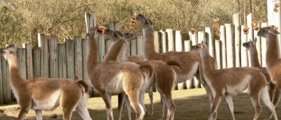 From Buenos Aires: Temaiken Zoo Tour with Ticket Included - A practical plan for six hours