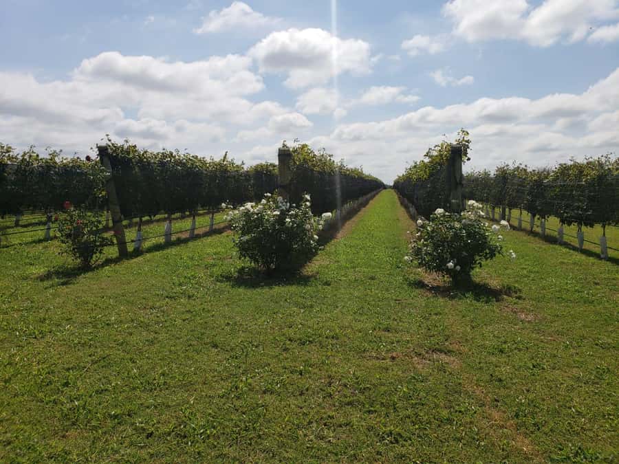 From Cordoba: Private Wine tour & History - Why Córdoba wine country is worth the drive