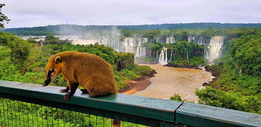 From Foz do Iguaçu: Brazilian Side of the Falls with Ticket - Pickup from Foz do Iguaçu and the road to the park