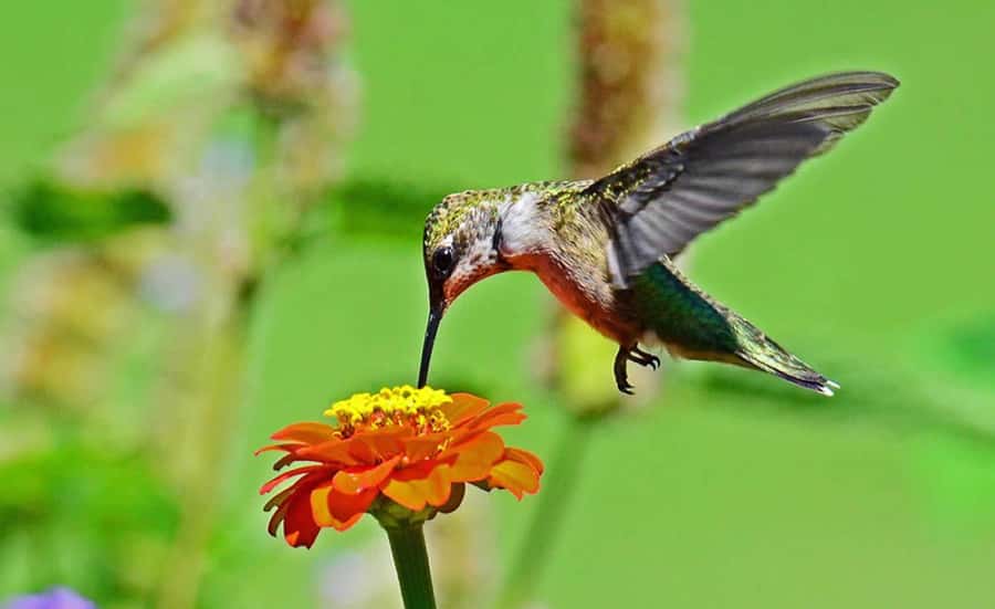 From Iguazú: Explore natural diversity at the Biocenter - Key points to know before booking