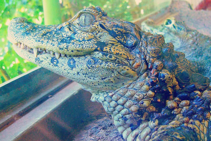 From Iguazú: Explore natural diversity at the Biocenter - Orchids, bromeliads, and the garden walk