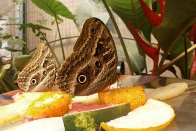 From Iguazú: Explore natural diversity at the Biocenter