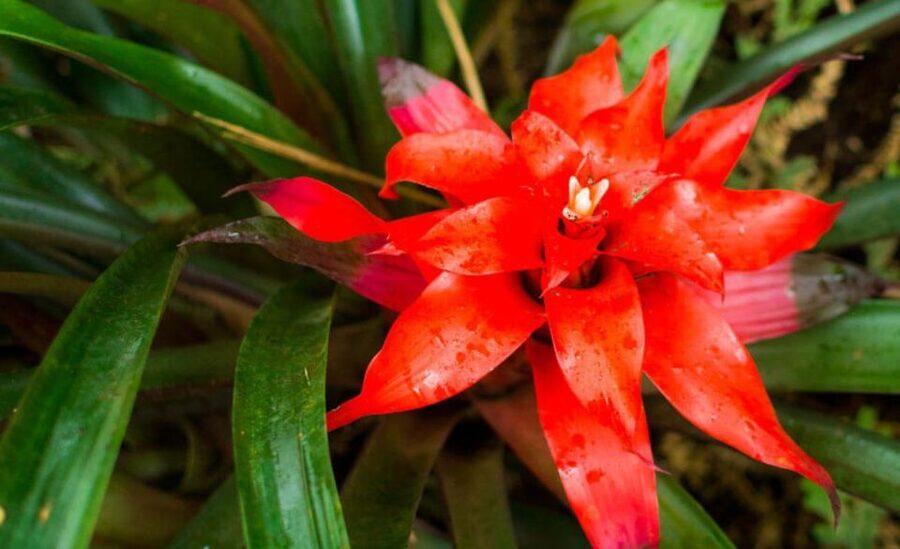 From Iguazú: Explore natural diversity at the Biocenter - Guide language and the importance of clear confirmation