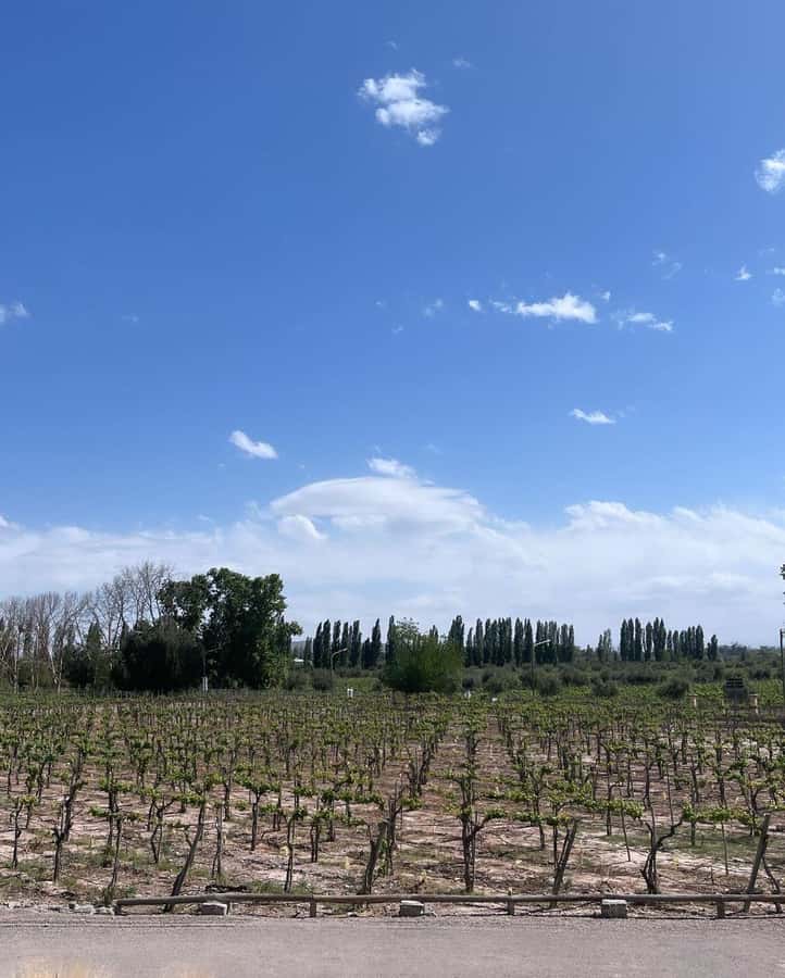 From Mendoza: 3 Wineries, Olive Oil Factory Tour & Tasting - Key points to know before booking